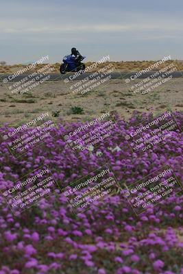 media/Jan-14-2023-SoCal Trackdays (Sat) [[497694156f]]/Turn 14 Exit Bloomig (145pm)/
